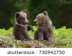 Wild Brown Bear Cub Close Up