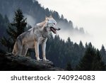 Timber Wolf Hunting In Mountain