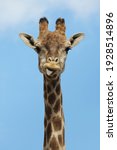 Angolan Giraffe  Giraffa...