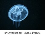Moon jellyfish (Aurelia aurita) in an aquarium.  