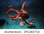 Common octopus  octopus...