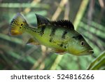 Butterfly Peacock Bass  Cichla...