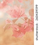 bougainvillea with soft vintage ... | Shutterstock . vector #260439599