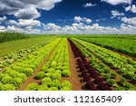 Agricultural Industry. Growing...