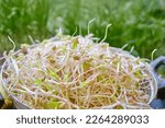 Young green bean sprouts closeup view. Healthy fresh vegetarian food