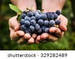 Grapes Harvest. Farmers Hands...