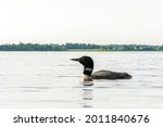 Close Up Of Single Loon With...