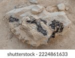 Small photo of Ein Avdat rocks of Eocene white limestone bearing thin seams of black brown flint in southern Israel.