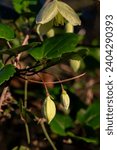 Small photo of Delicate light yellow flower of Clematis cirrhosa vine which grows wild climbing trees in Israel. Other names Early Virgin's Bower, Traveler's Joy