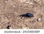 Small photo of Large, dark metallic blue insect Meloe angusticollis commonly known as short-winged blister beetle or oil beetle on a dirt road.