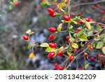 Small photo of Red fruits of Sweet Briar, Rosa rubiginosa