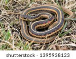 Common Garter Snake  Thamnophis ...