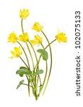 Small photo of Yellow Lesser Celandine flowers in spring isolated on white background