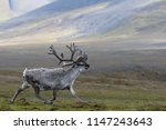 Svalbard Reindeer Running...