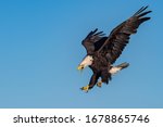 American bald eagle swooping...