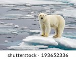 polar bear on melting ice floe in arctic sea