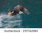 American Bald Eagle Splashing...