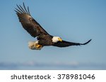 American bald eagle soaring...