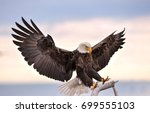 American Bald Eagle Reaching...
