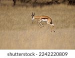 Small photo of Jumping springbok antelope (Antidorcas marsupialis) taken at sunrise in the Etosha national Park in Namibia