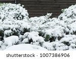 Bush Juniper In The Snow