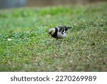 Black Collared Starling Is...