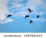 Flock Of Canadian Geese In...