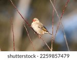 Small photo of Red-billed Quelea (Quelea quelea) Robertson, Western Cape, South Africa. A voracious agricultural pest that attacks grain crops