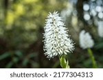 Small photo of Tibetan ypsilandra (Ypsilandra thibetica) is an evergreen perennial to about 30cm with strap-shaped leaves turning bronzy in winter.