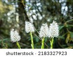 Small photo of Tibetan ypsilandra (Ypsilandra thibetica) is an evergreen perennial to about 30cm with strap-shaped leaves turning bronzy in winter.