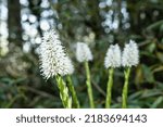 Small photo of Tibetan ypsilandra (Ypsilandra thibetica) is an evergreen perennial to about 30cm with strap-shaped leaves turning bronzy in winter.