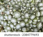 Small photo of Cobweb house-leek (Sempervivum arachnoideum) is a species of flowering plant in the family Crassulaceae, native to the Alps, Apennines and Carpathians.