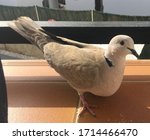 Eurasian Collared Dove In A...