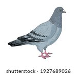Vector Illustration Of A Pigeon