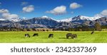Small photo of Pastoral landscape with grazing cows and snowy mountains in New Zealand