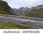 Sheep crossing road in Norway. Norwegian nature - Jotunheimen mountains summer landscape. Sognefjell Road.