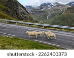 Sheep crossing road in Norway. Livestock danger. Norwegian nature - Jotunheimen mountains summer landscape. Sognefjell Road.