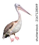 The great white pelican  also...