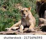 Closeup Of Lioness  Panthera...