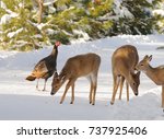 Whitetail Deer And Wild Turkey...