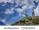 Alpine Ibex  Capra Ibex . In...