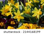 Small photo of Dwarf Tate-a-tete Daffodils 'Narcissus' in bloom. Spring flowers. Close up of narcissus flowers blooming in a garden