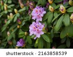 Small photo of Rhododendron Catawbiense Grandiflorum purple flowers and buds close up. Called Mountain rosebay, Purple ivy, Purple laurel, Purple rhododendron, Red laurel, Rosebay, Rosebay laurel