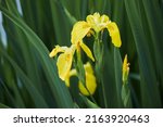 Small photo of Close up of yellow flag, yellow iris or water flag (Iris pseudacorus). The flowers are blooming in spring