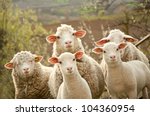 Sheep image - Free stock photo - Public Domain photo - CC0 ...