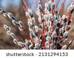 Beautiful flowering pussy willow bunch with fluffy catkins in sunny spring day.