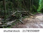 Sawn Trees That Fell Over A...