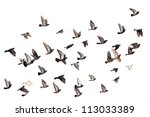 Flying pigeons. Flock (flight) of birds. Free birds isolated on a white background
