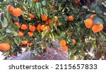 Mandarin Orange. Trees Full Of...