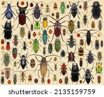 Beetle collection. coleoptera....